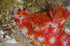 立神礁（タチガミグリ） ニシキウミウシ